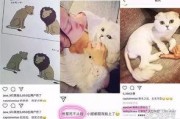 娱乐吃瓜酱虐猫博主小说,娱乐吃瓜酱的悬疑小说揭秘